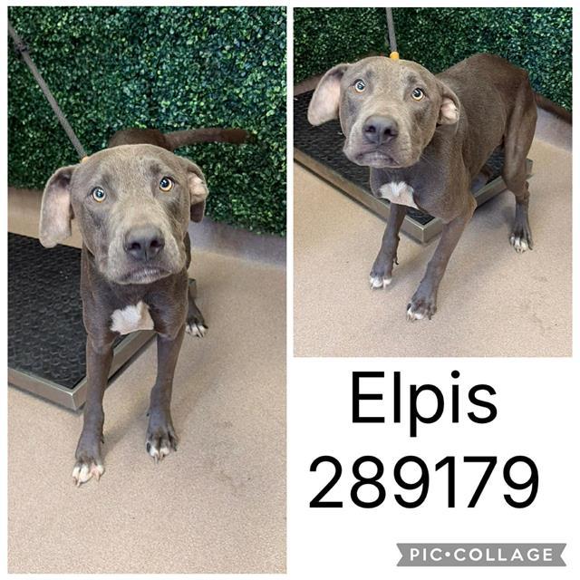 ELPIS, Adoptable, Young Male Mixed Breed.