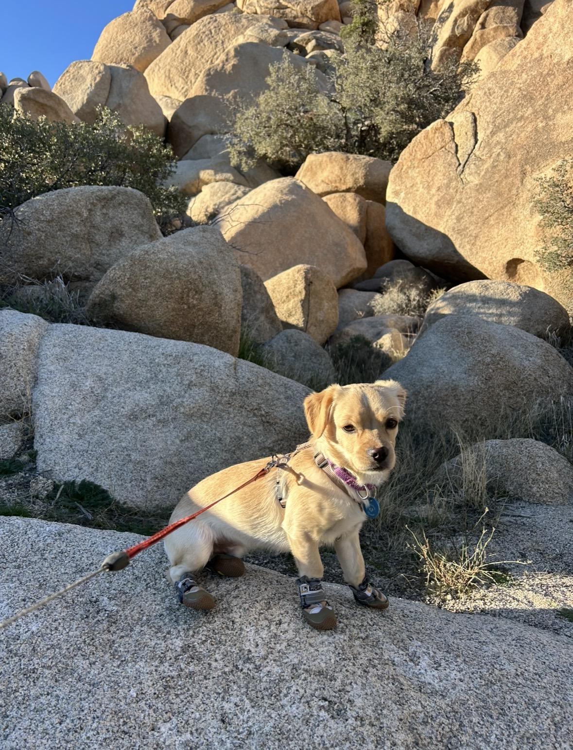 Benji, adoptable, Puppy Male Chihuahua & Spaniel.