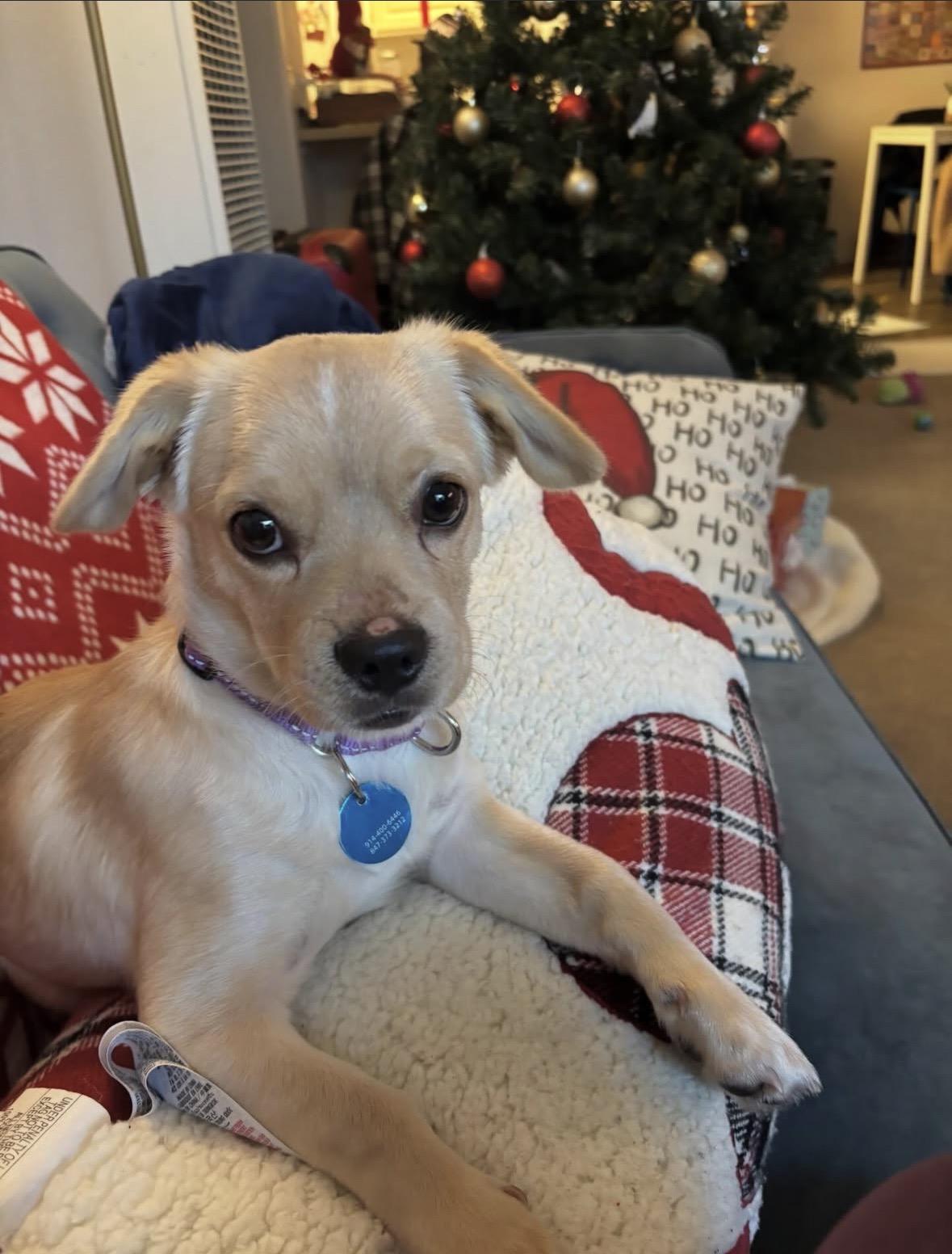 Benji, an adoptable mixed breed in Pasadena, CA image 5/5