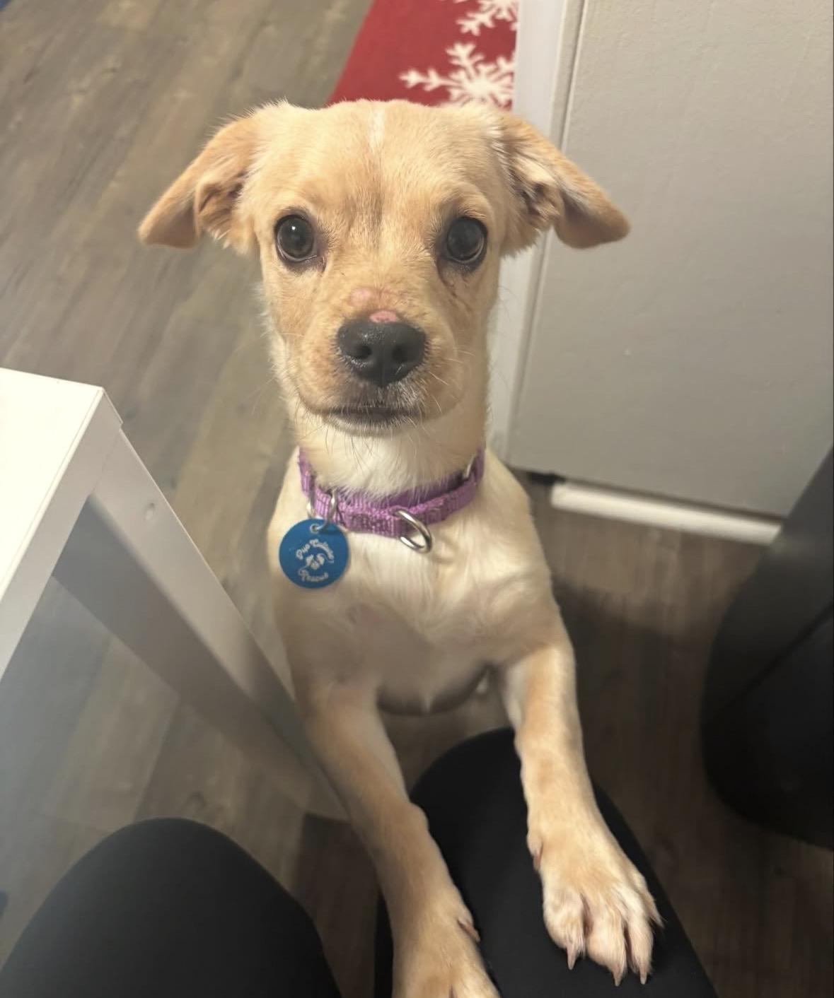 Benji, an adoptable mixed breed in Pasadena, CA image 3/5