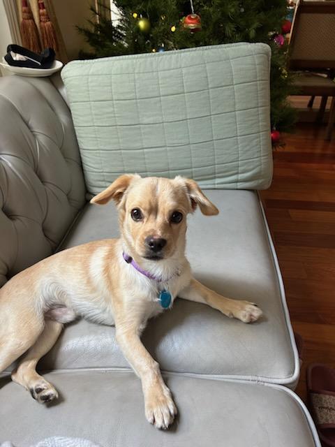 Benji, an adoptable mixed breed in Pasadena, CA image 4/5