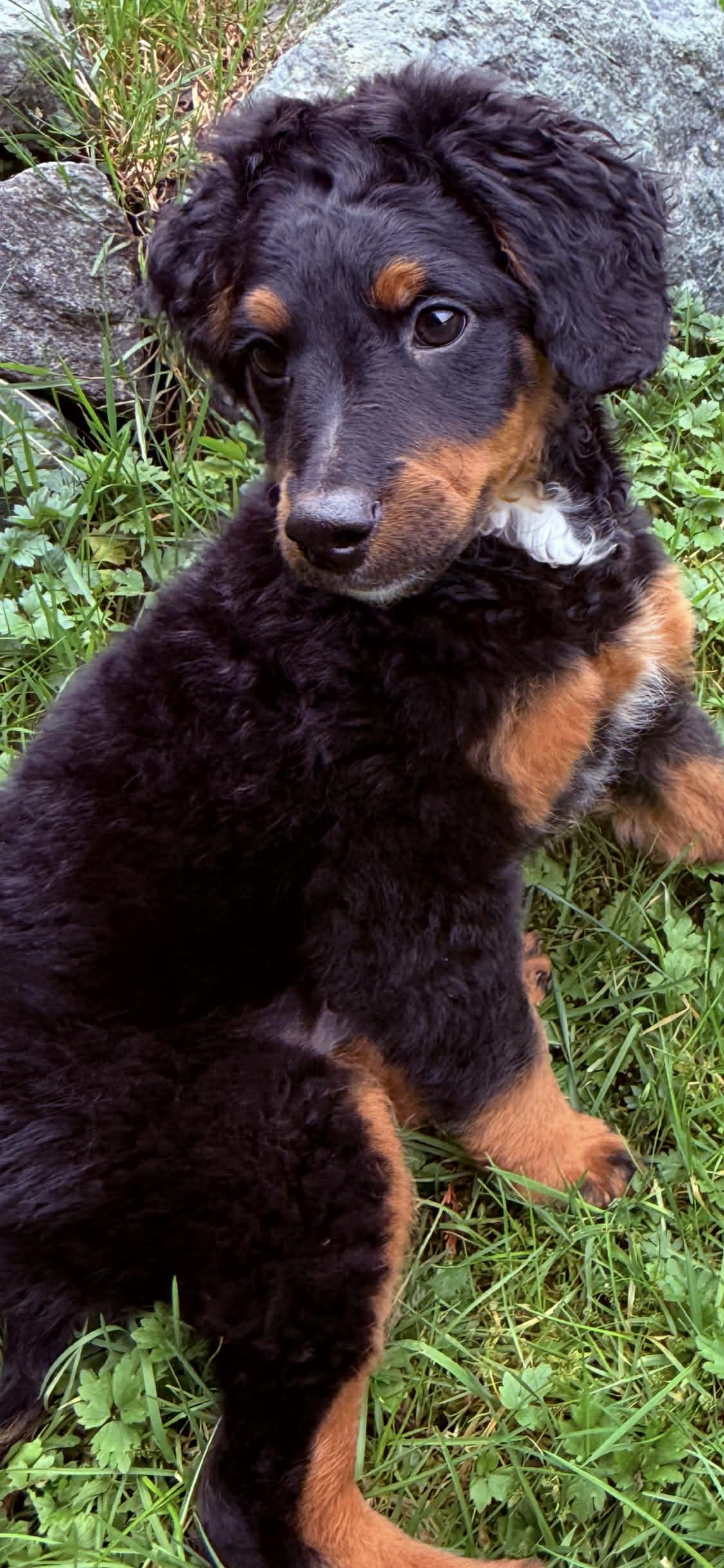 Enlarge Bernard, an adoptable Bernedoodle in Silvana, WA image 3/4