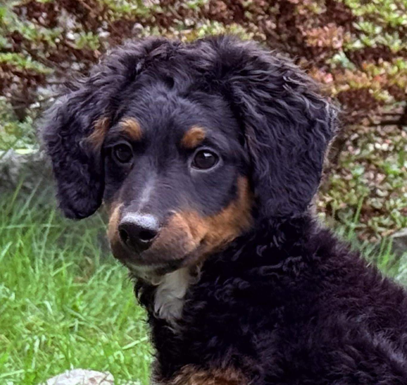 Bernard, adoptable, Puppy Male Bernedoodle.