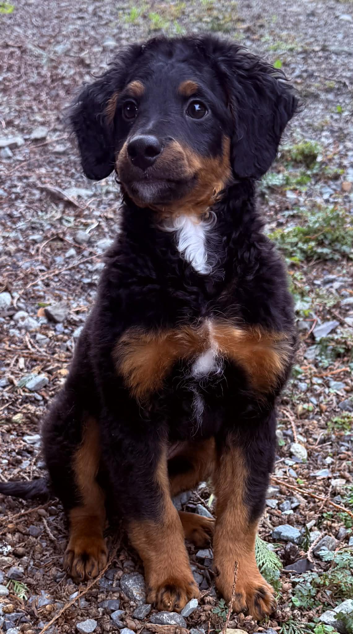 Enlarge Bernard, an adoptable Bernedoodle in Silvana, WA image 4/4