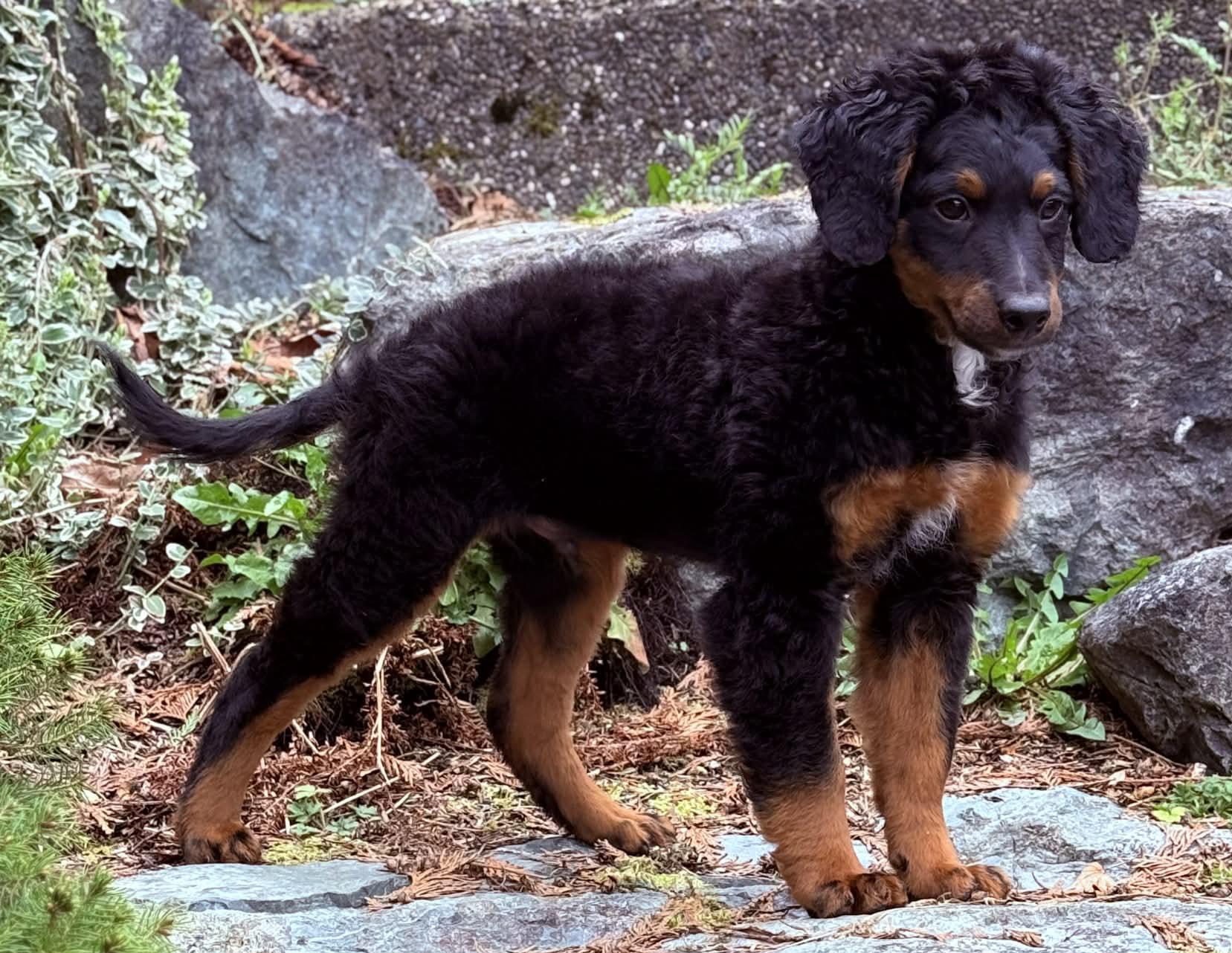 Enlarge Bernard, an adoptable Bernedoodle in Silvana, WA image 2/4