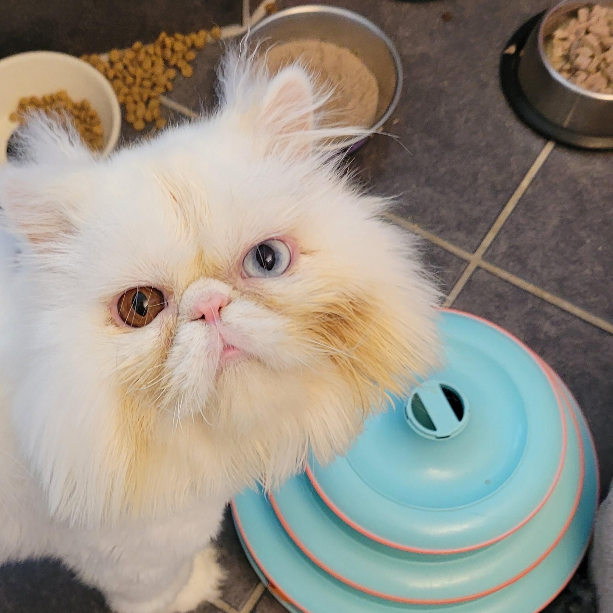 Enlarge Kimbo (m) 2yrs old Persian, a Adopted Persian in Ottawa, ON image 1/5