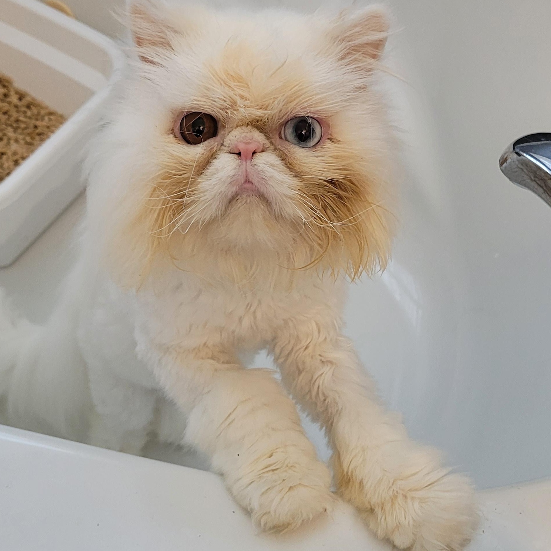 Enlarge Kimbo (m) 2yrs old Persian, a Adopted Persian in Ottawa, ON image 4/5