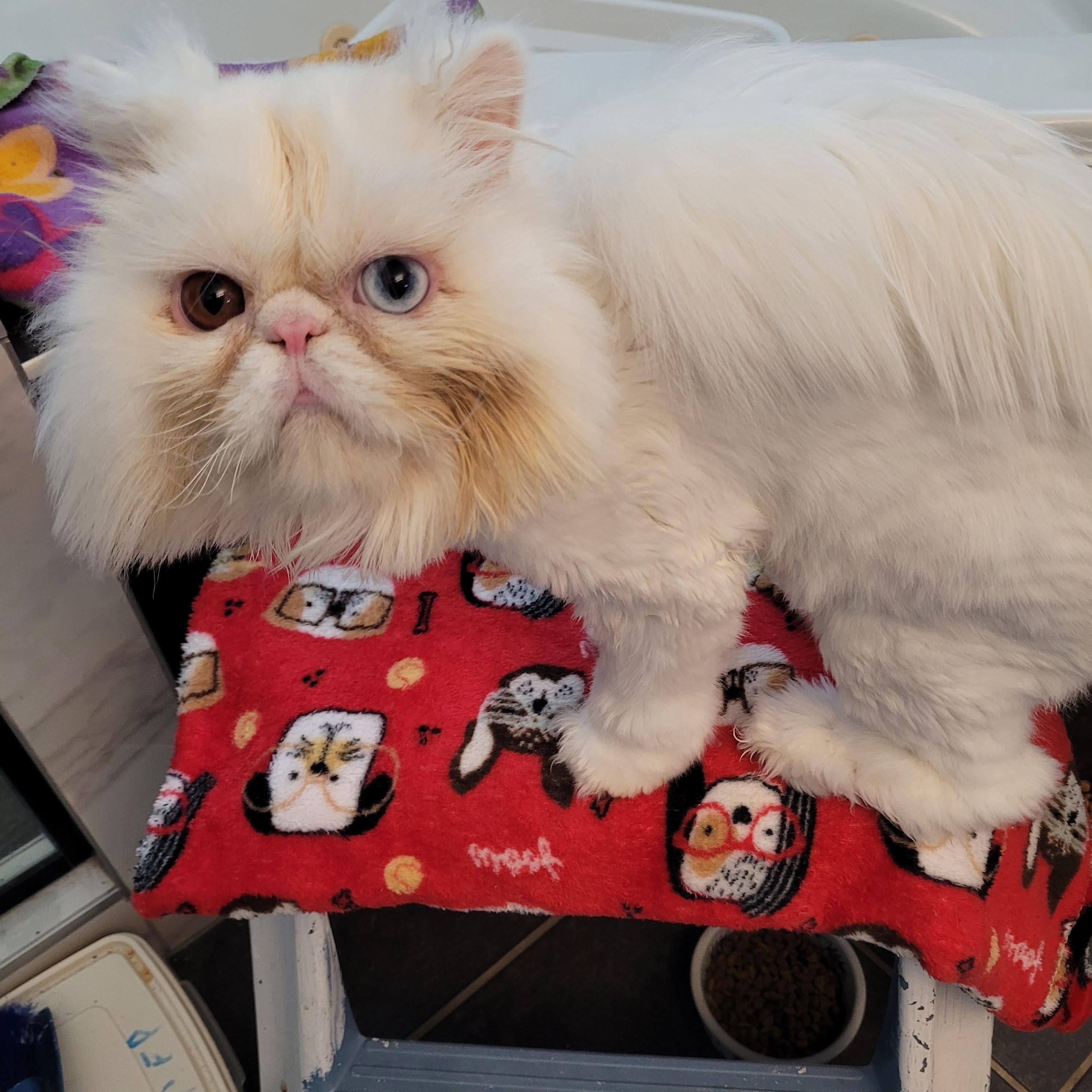 Enlarge Kimbo (m) 2yrs old Persian, a Adopted Persian in Ottawa, ON image 3/5