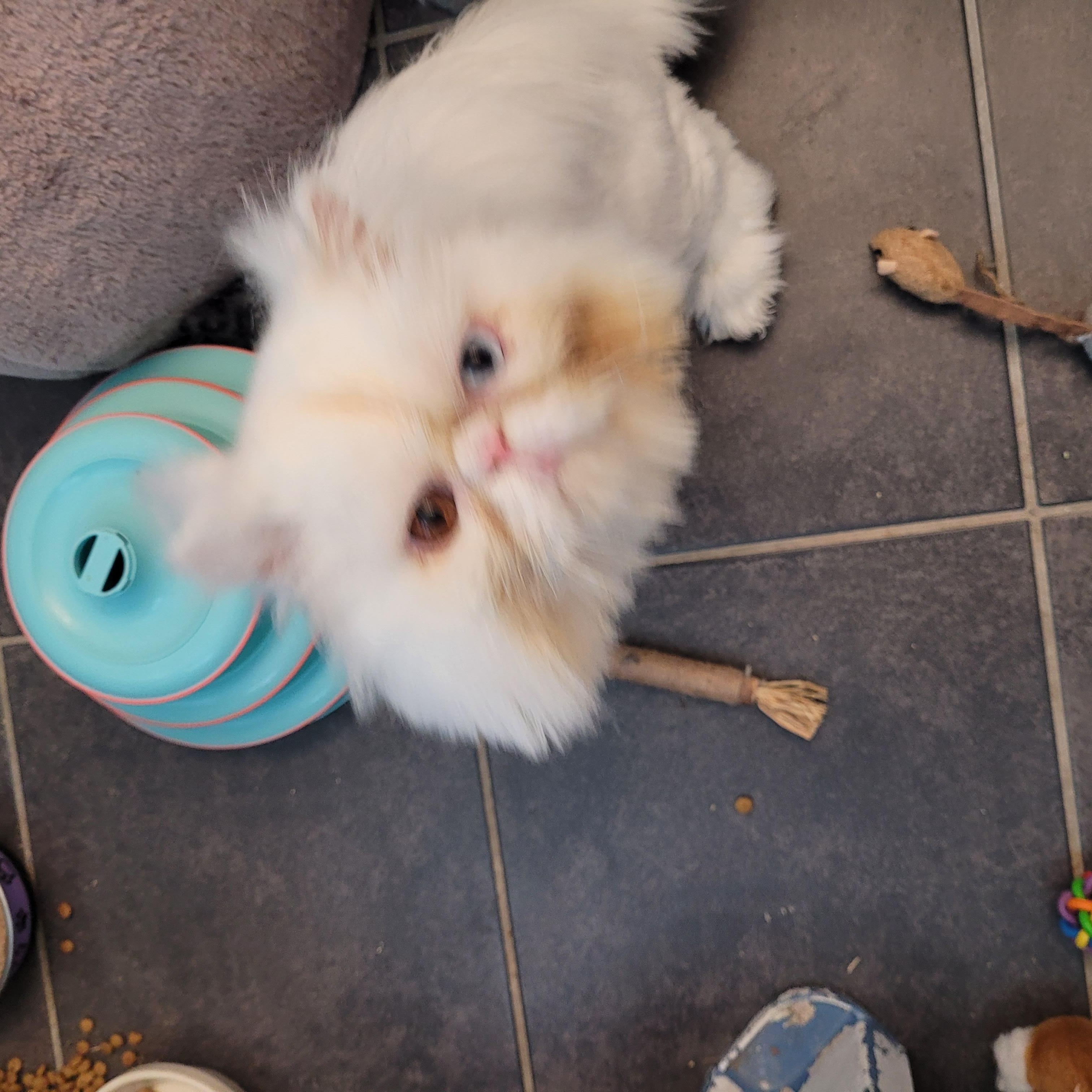 Enlarge Kimbo (m) 2yrs old Persian, a Adopted Persian in Ottawa, ON image 2/5