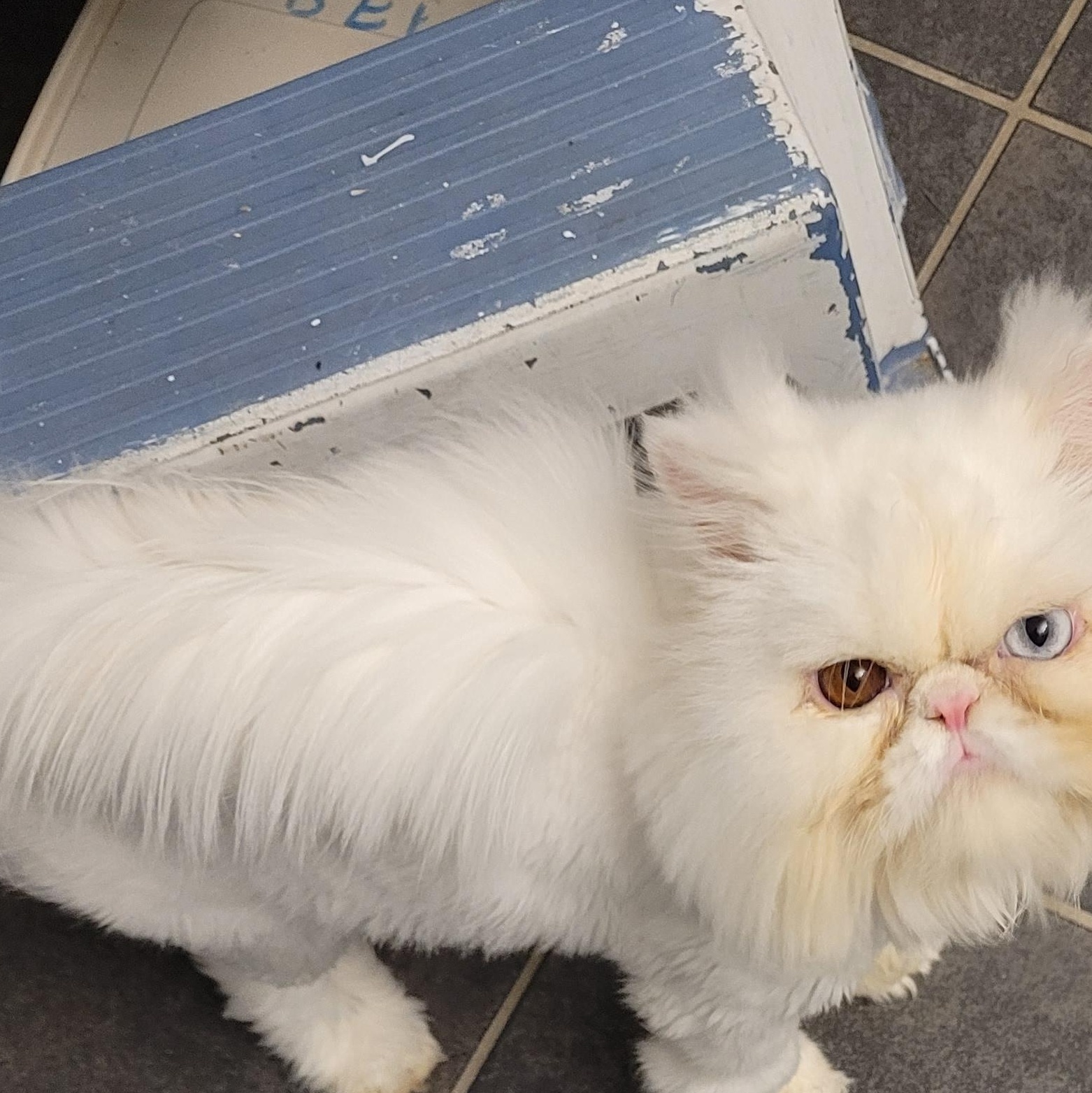 Enlarge Kimbo (m) 2yrs old Persian, a Adopted Persian in Ottawa, ON image 5/5