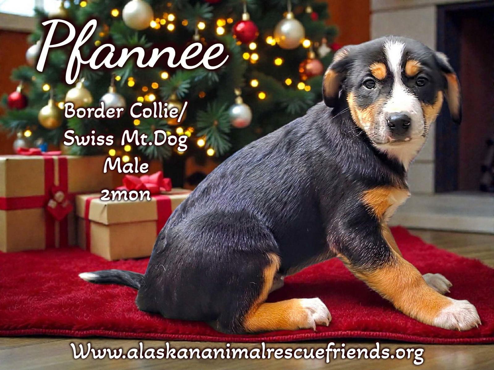 Enlarge Pfannee, a Adoptable mixed breed in Anchorage, AK image 1/1