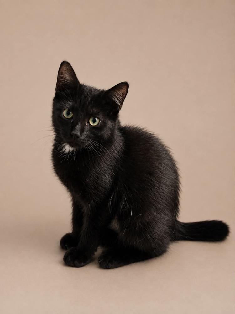 Enlarge Low Mein, a Adoptable Domestic Short Hair in Statesboro, GA image 1/1