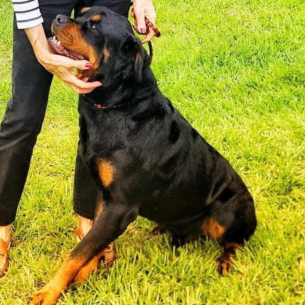 Enlarge Bodhi, an adopted Rottweiler in Polk, OH image 2/4