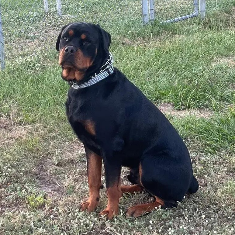 Enlarge Bodhi, an adopted Rottweiler in Polk, OH image 3/4