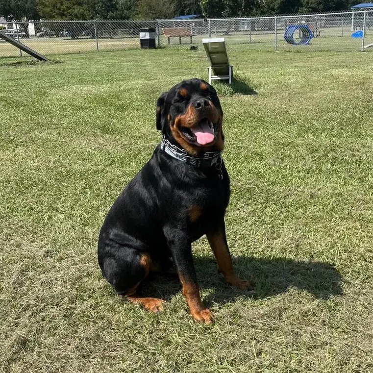 Bodhi, adopted, Adult Male Rottweiler.