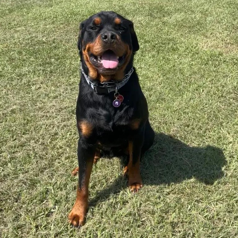 Enlarge Bodhi, an adopted Rottweiler in Polk, OH image 4/4