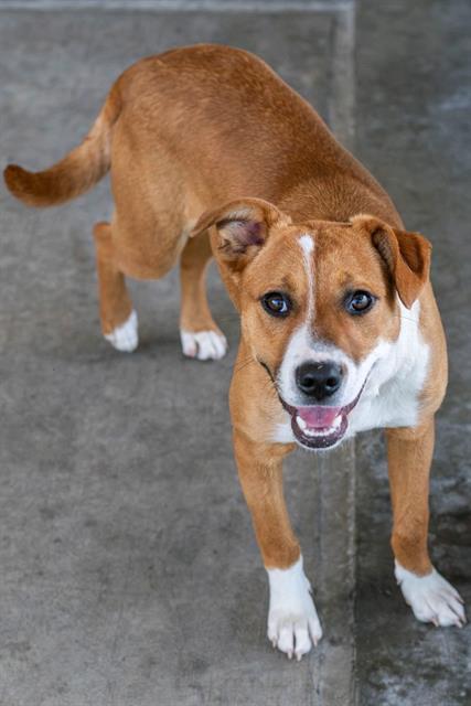 Enlarge CHUCHIE, a Adoptable mixed breed in Baytown, TX image 1/1