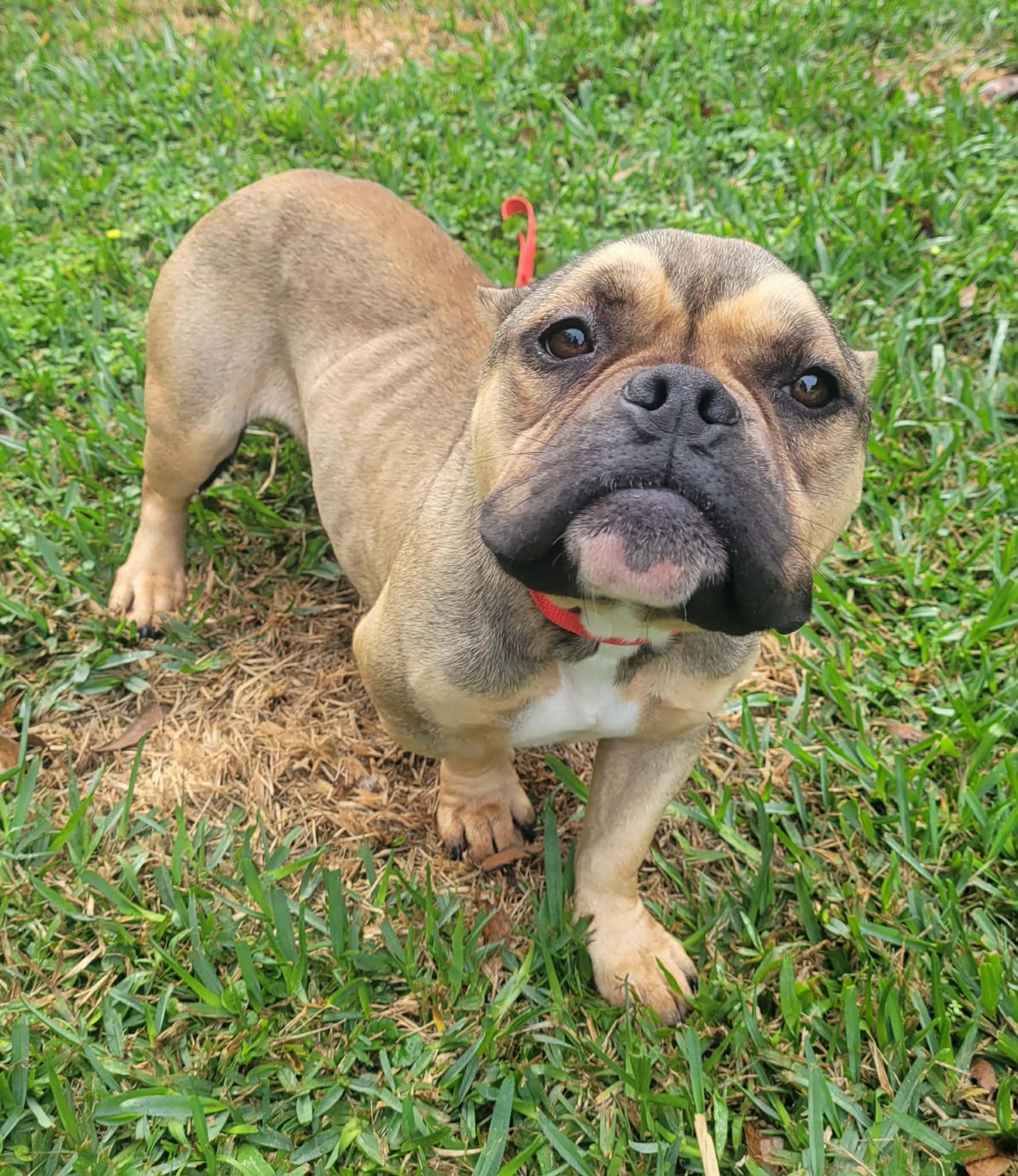 Enlarge Mila, a ADOPTABLE mixed breed in Tylertown, MS image 2/4