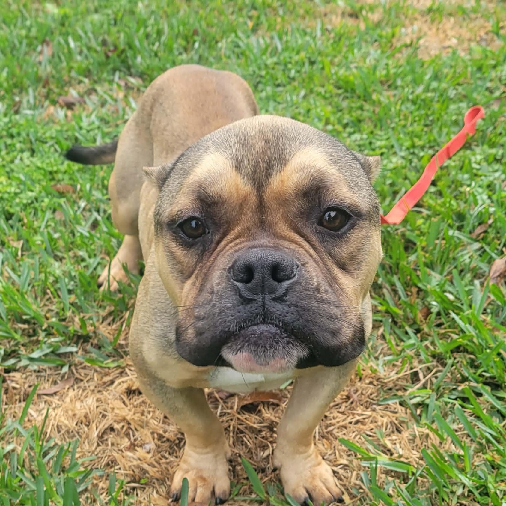 Mila, ADOPTABLE, Adult Female English Bulldog & French Bulldog.