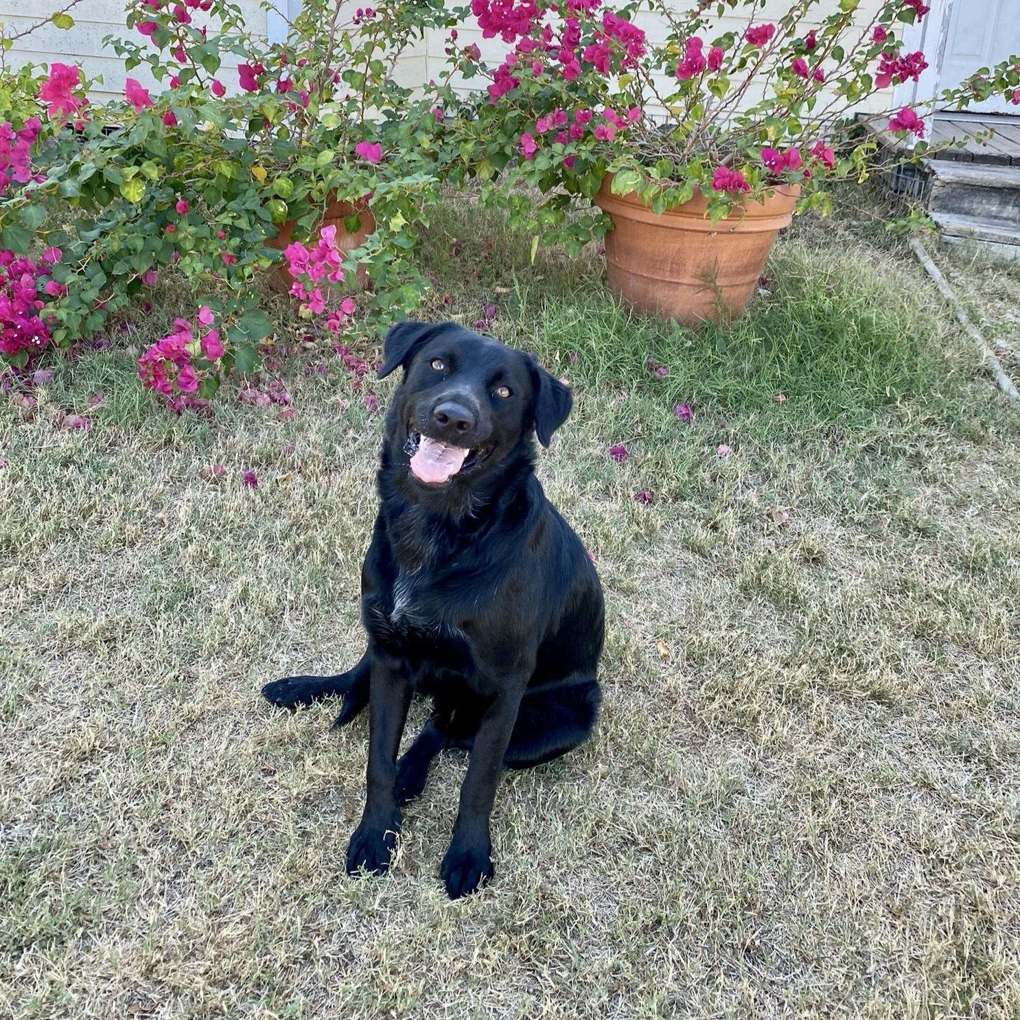 Coal, Adoptable, Adult Male Black Labrador Retriever.