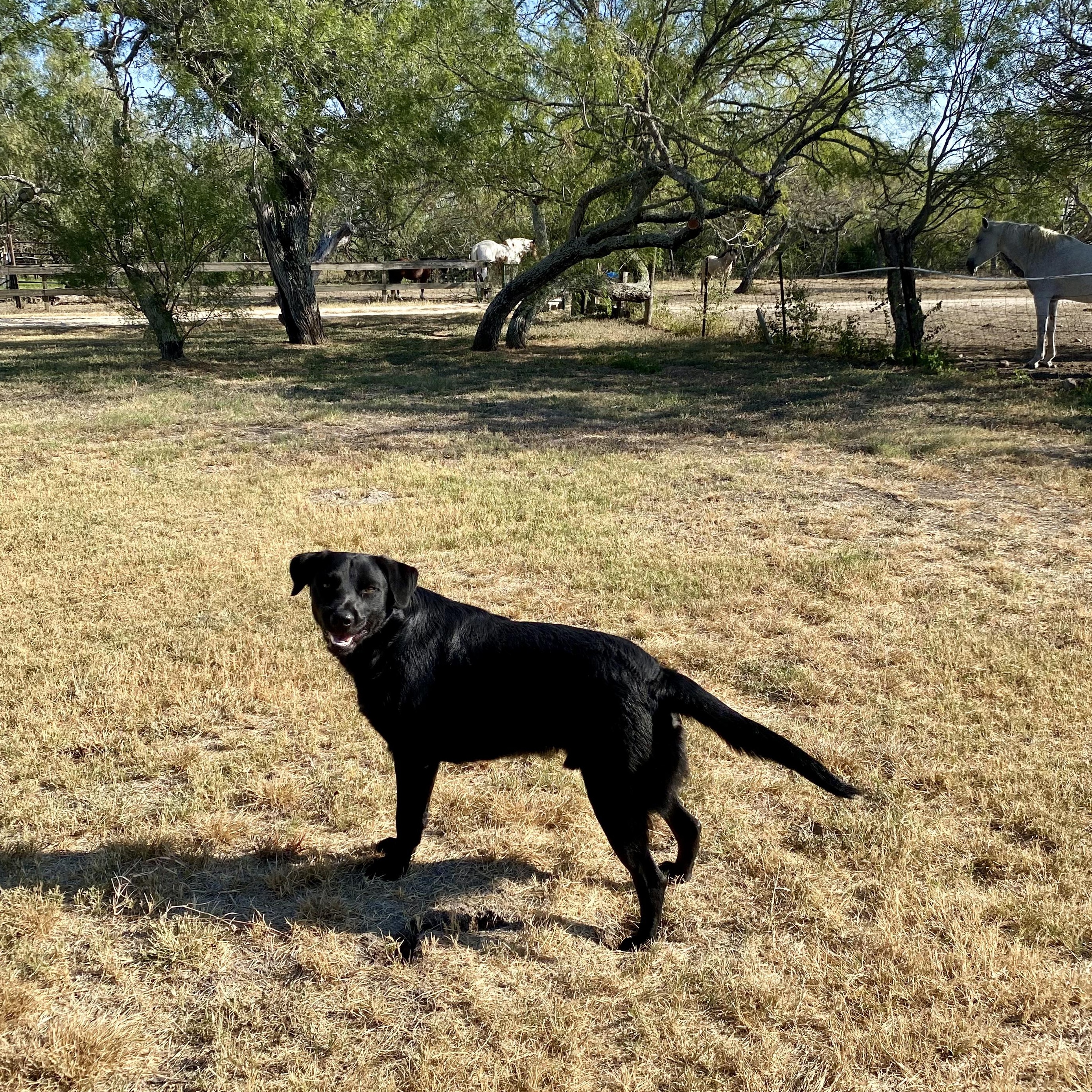 Enlarge Coal, a Adoptable mixed breed in Lockhart, TX image 2/3