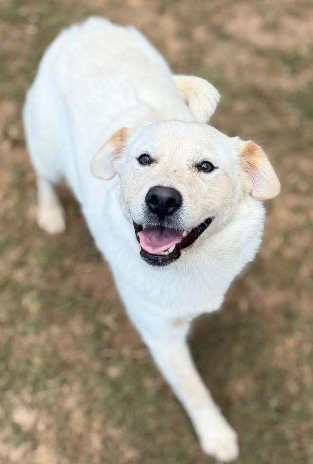 Sugar, adopted, Young Female Golden Retriever & Labrador Retriever.