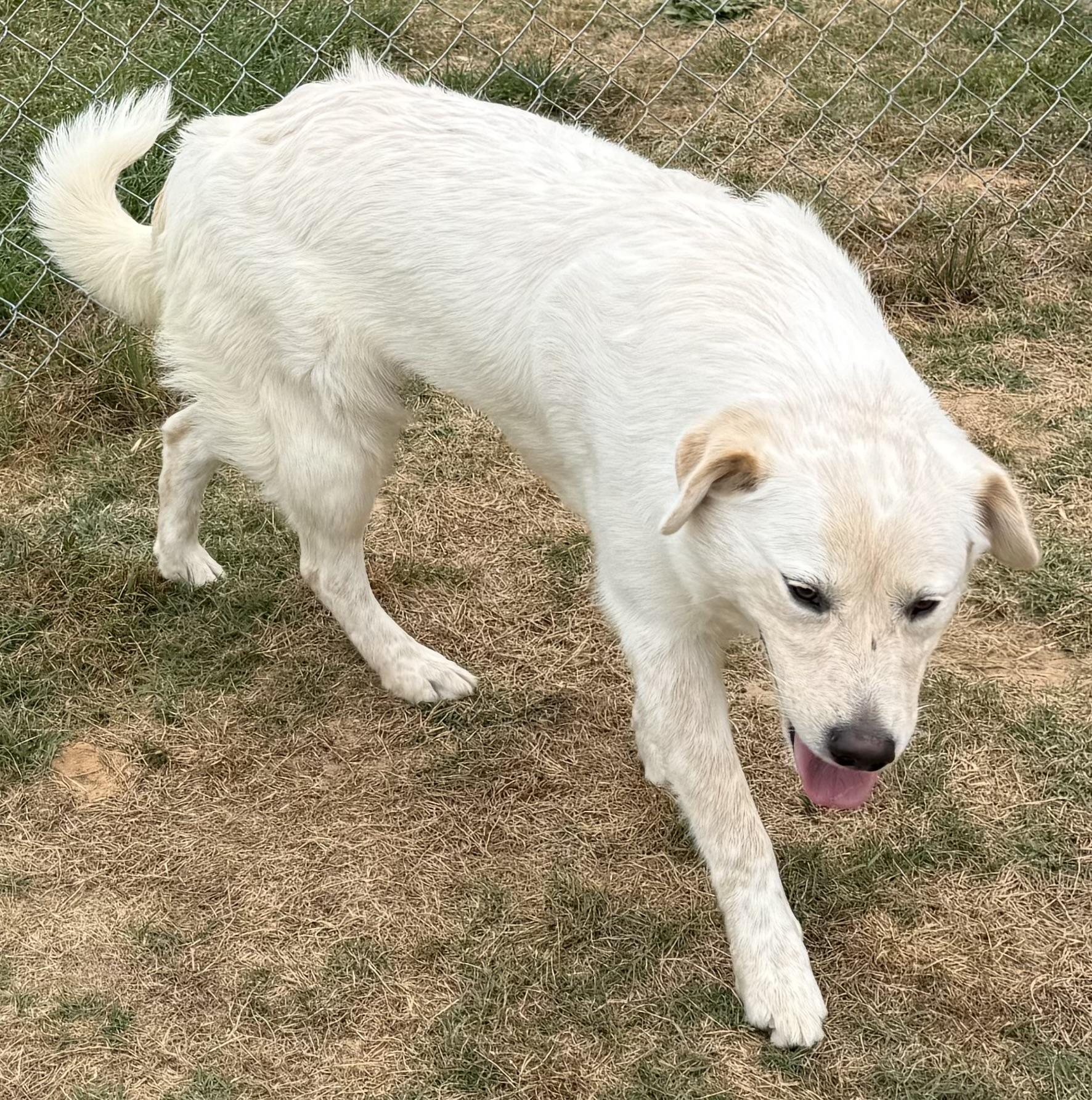 Enlarge Sugar, an adopted mixed breed in New Canaan, CT image 4/6