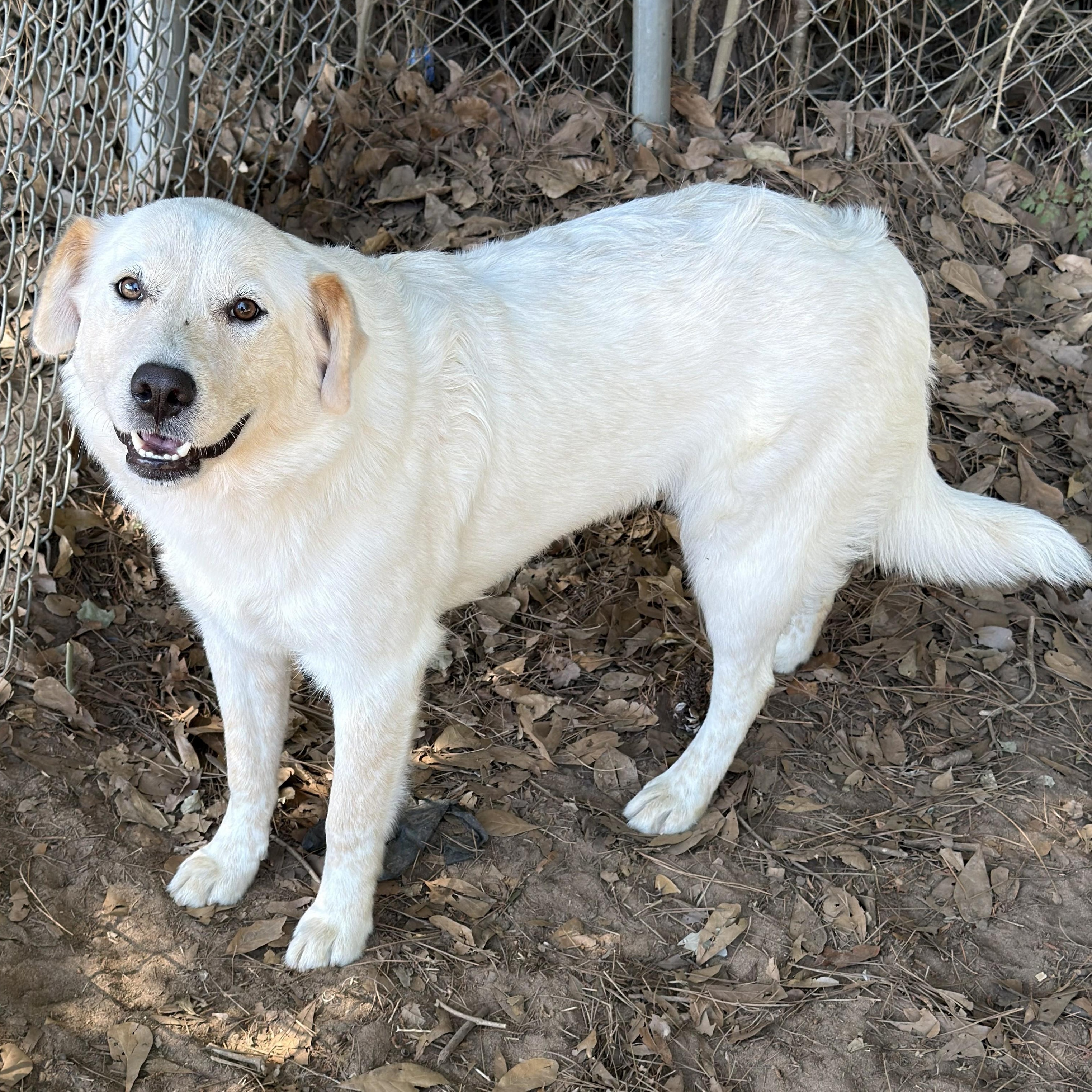 Enlarge Sugar, an adopted mixed breed in New Canaan, CT image 2/6