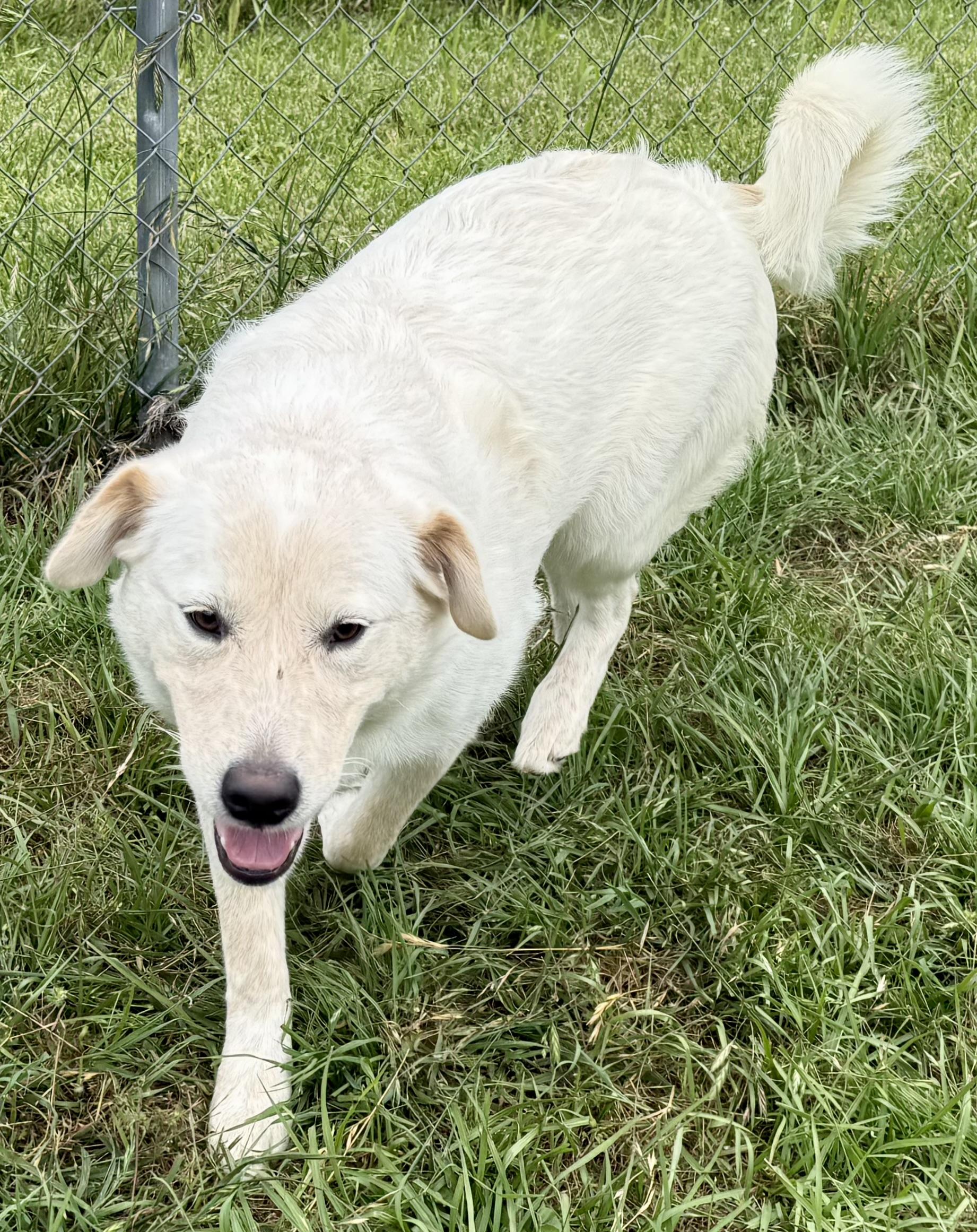 Enlarge Sugar, an adopted mixed breed in New Canaan, CT image 5/6
