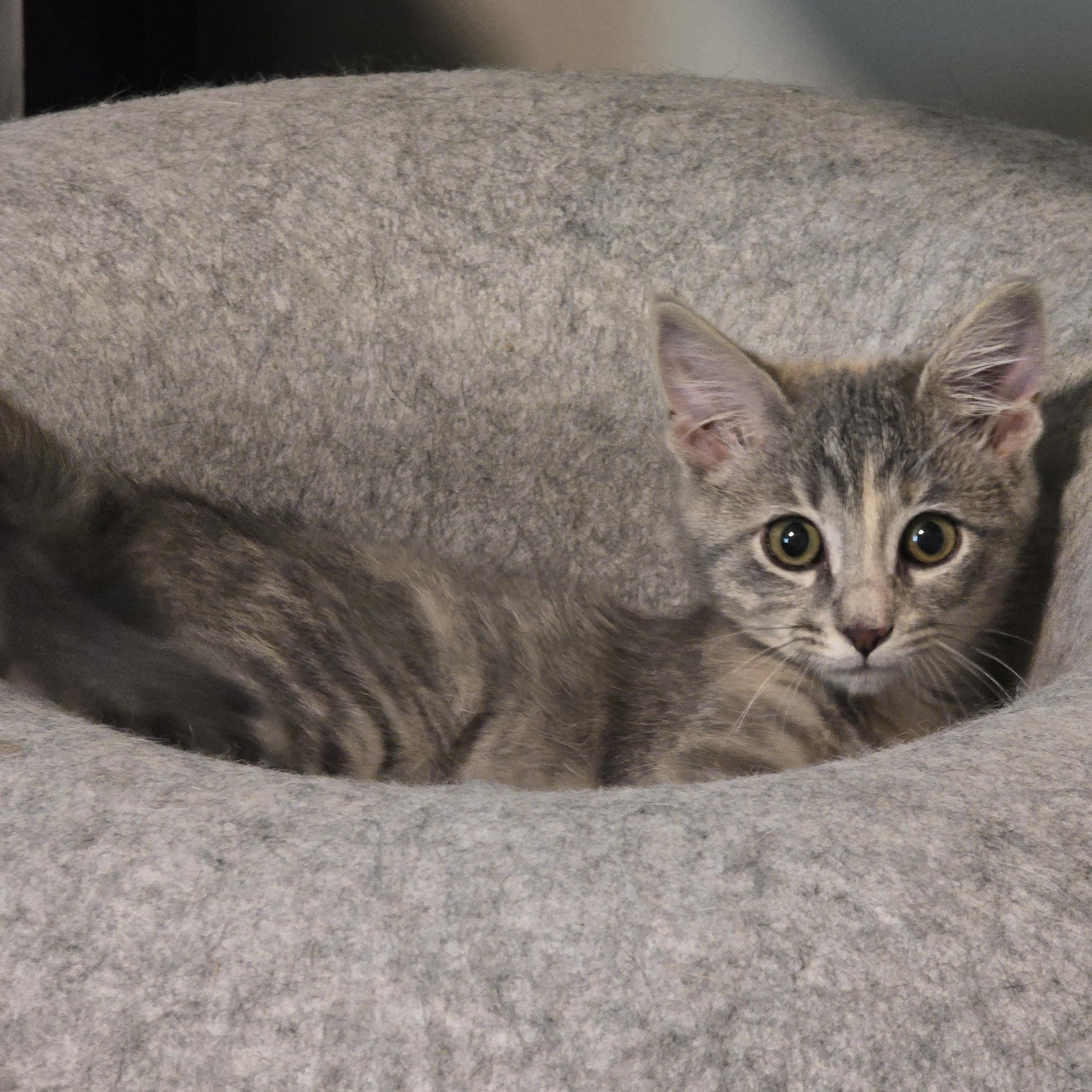 Enlarge Goodyear, a Adoptable mixed breed in Hyattsville, MD image 6/6