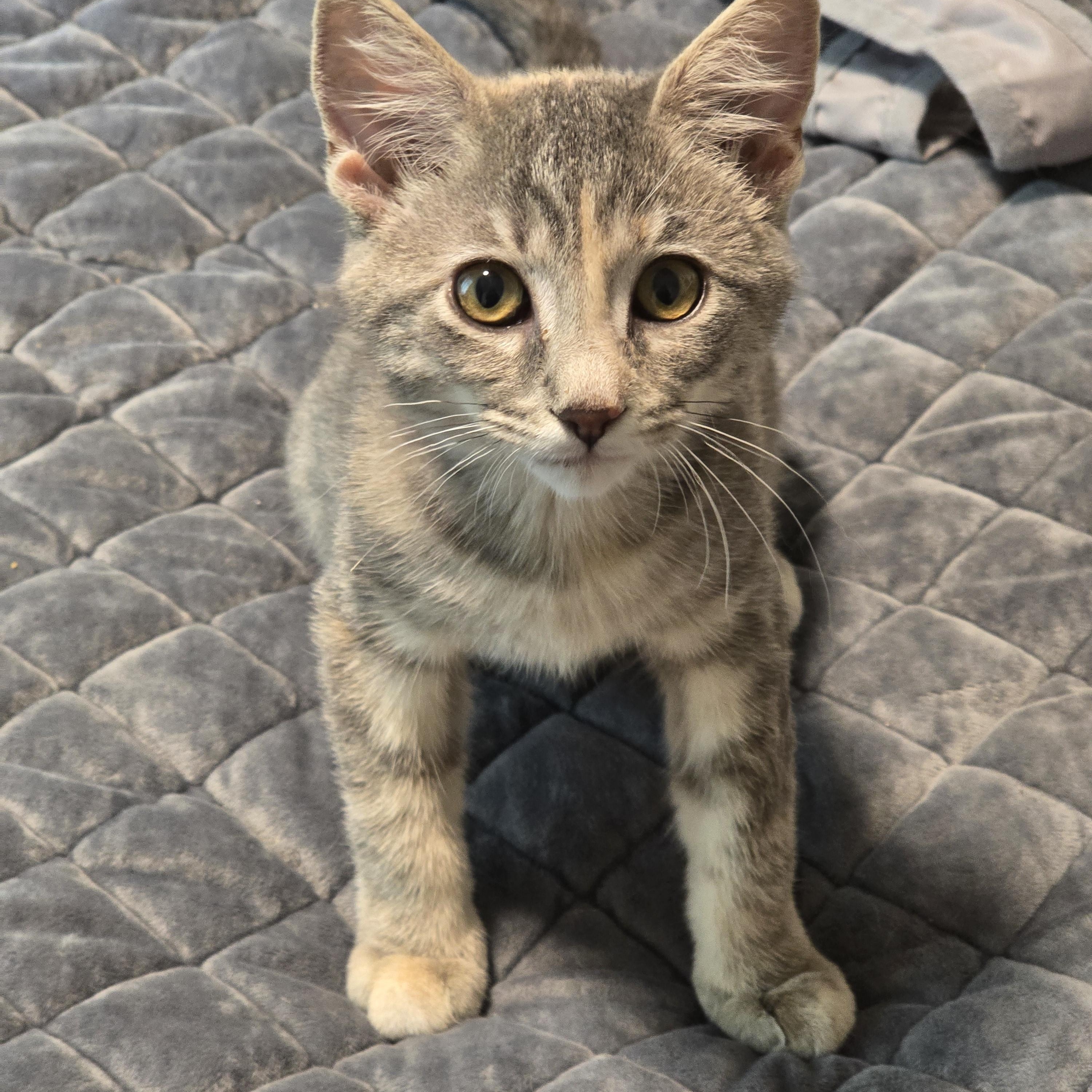 Enlarge Goodyear, a Adoptable mixed breed in Hyattsville, MD image 5/6