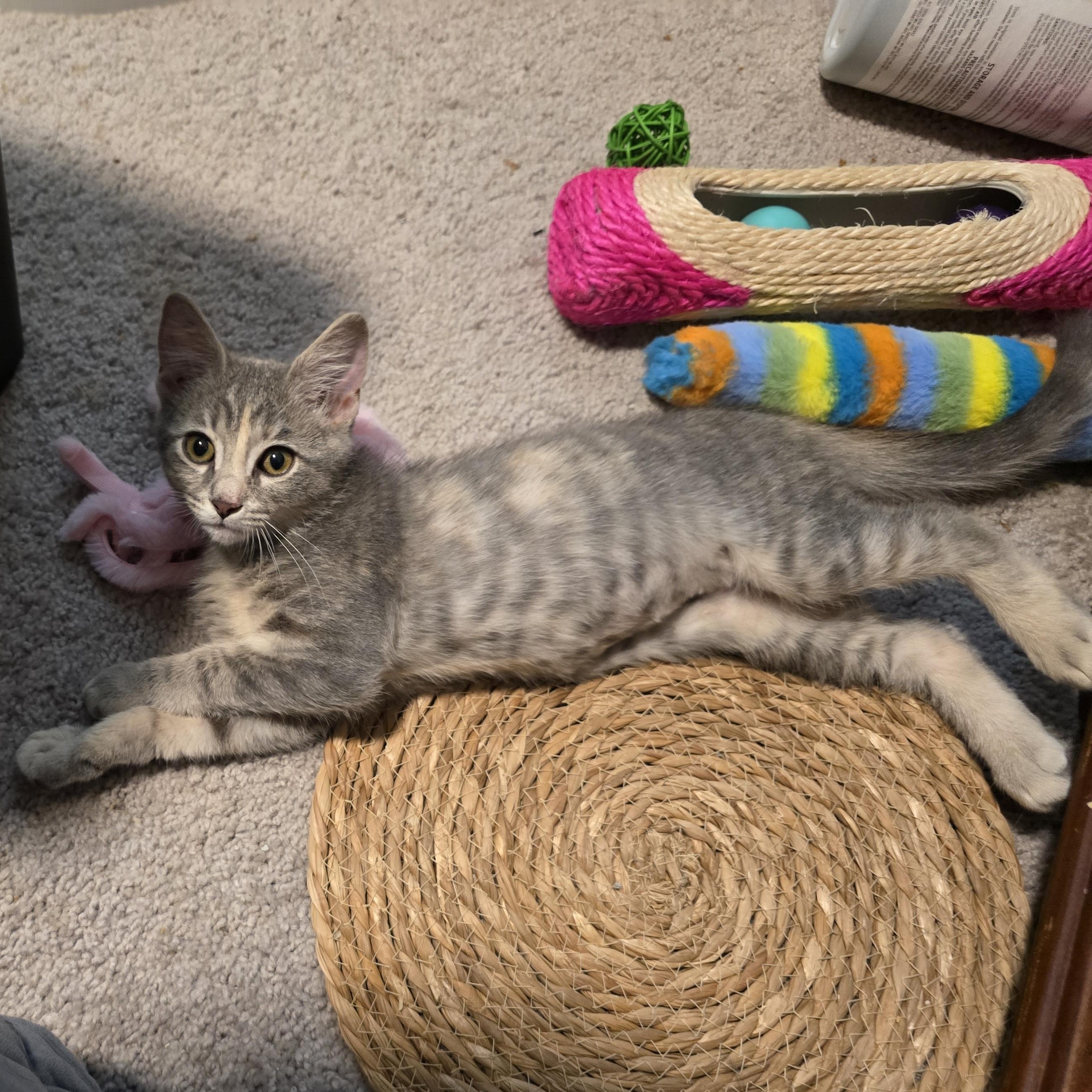 Enlarge Goodyear, a Adoptable mixed breed in Hyattsville, MD image 3/6