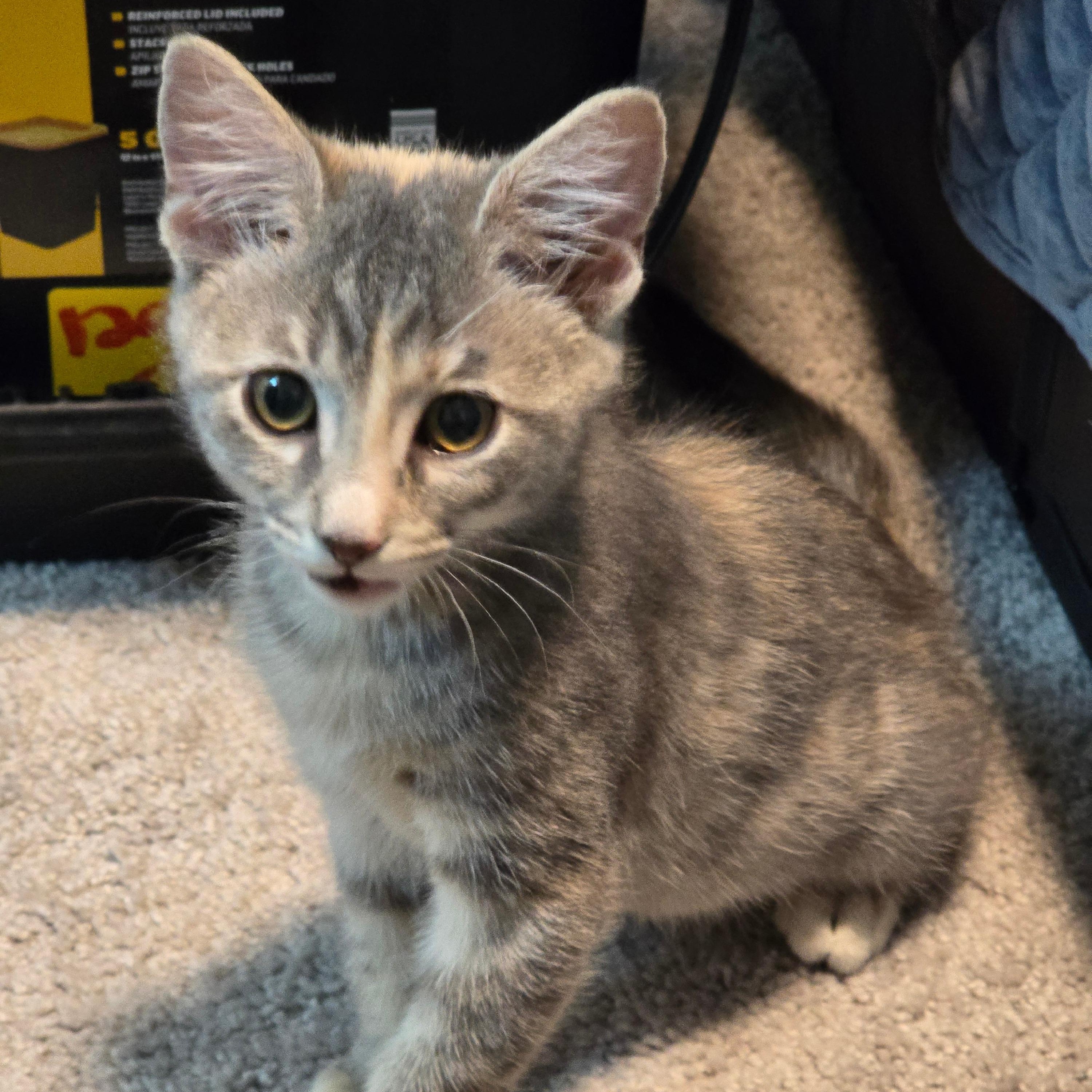 Goodyear, Adoptable, Kitten Female Tabby & Torbie.