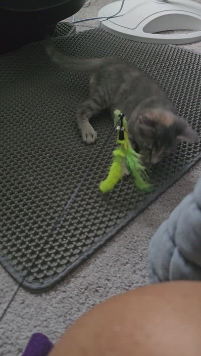 Enlarge Goodyear, a Adoptable mixed breed in Hyattsville, MD video 2/6