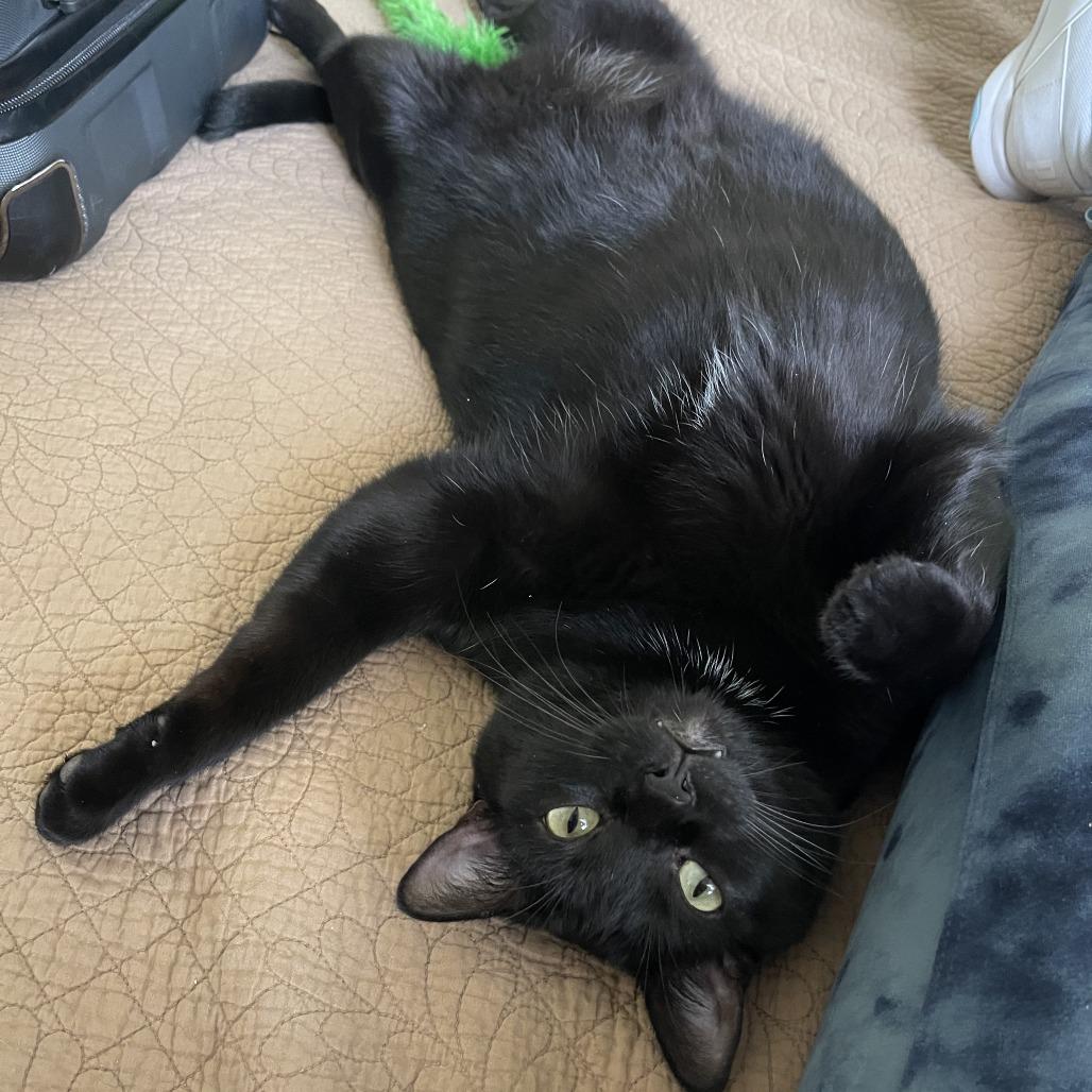 Joel, Adoptable, Adult Male Domestic Short Hair.