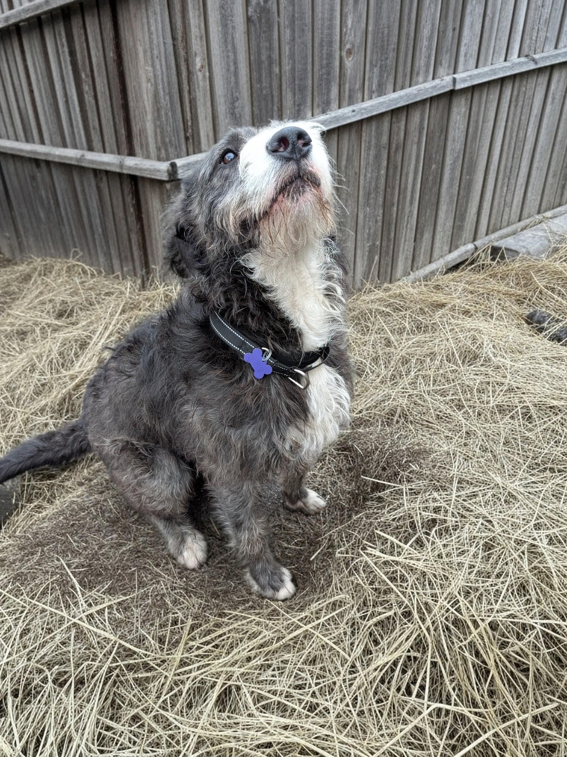 Enlarge Archie, an adoptable mixed breed in COEUR D ALENE, ID image 2/5