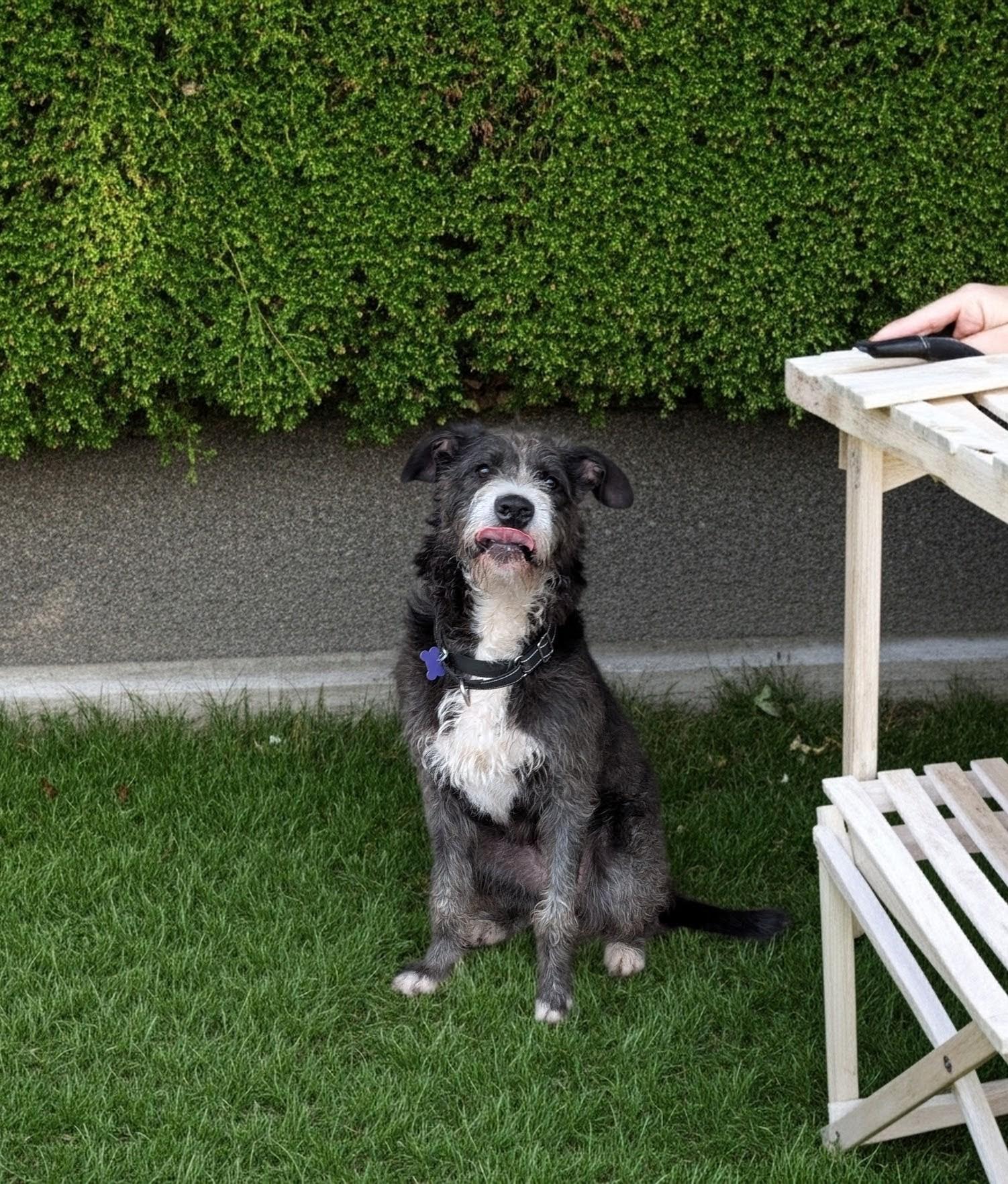 Enlarge Archie, an adoptable mixed breed in COEUR D ALENE, ID image 3/5