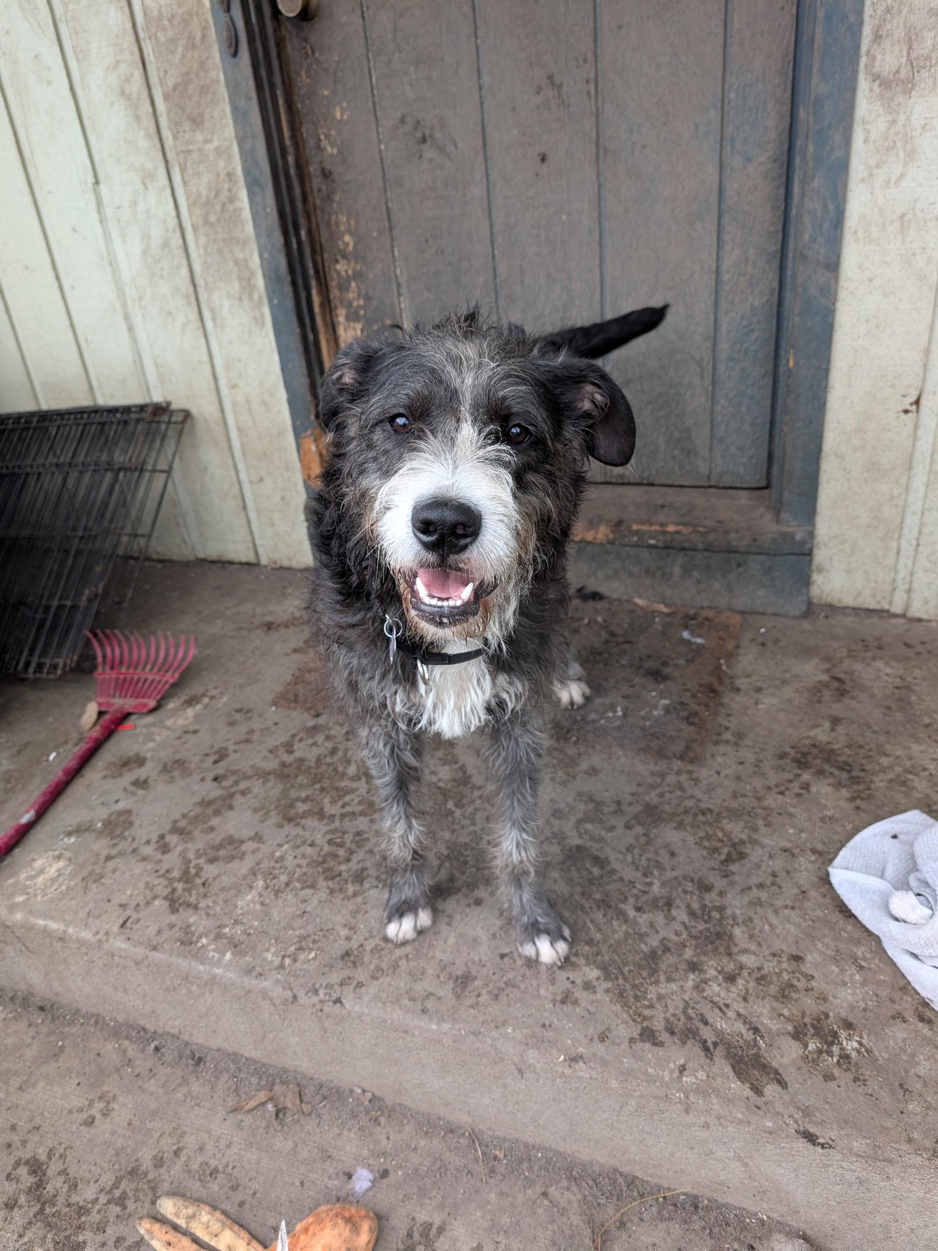 Archie, adoptable, Adult Male Aussiedoodle.