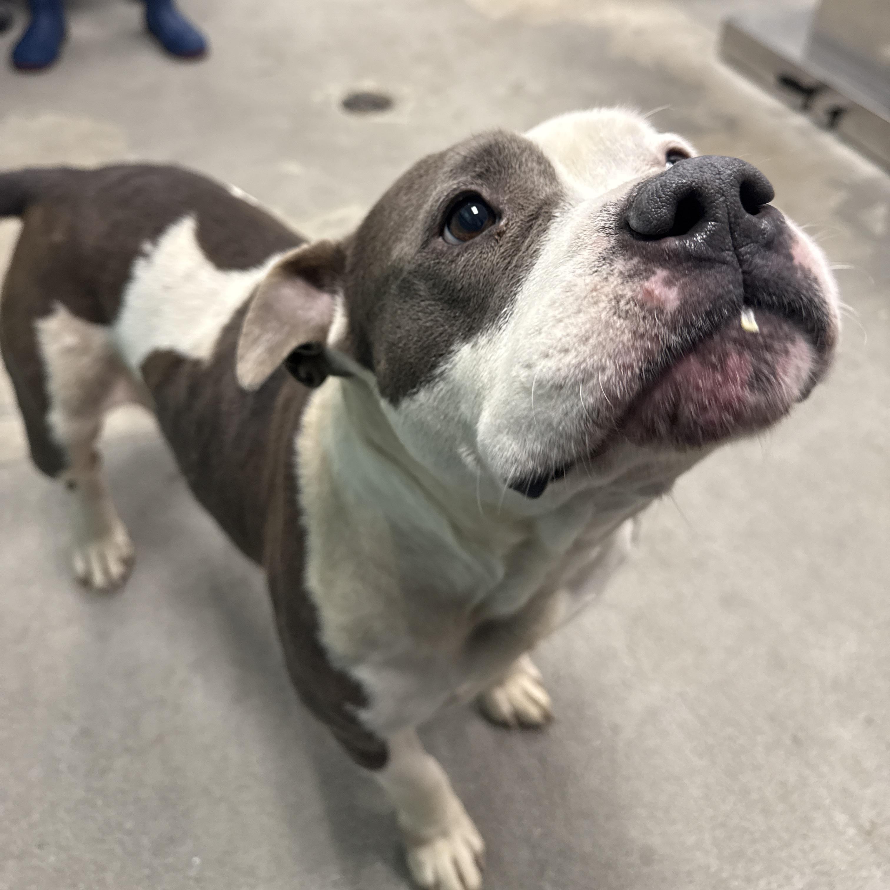 Lilo, ADOPTABLE, Adult Female Bulldog & Pit Bull Terrier.