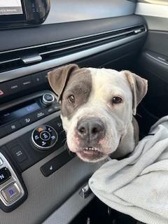 Lilo, ADOPTABLE, Adult Female Bulldog & Pit Bull Terrier.