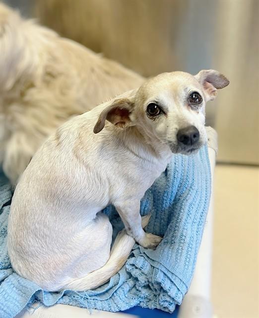 PAWN, Adoptable, Adult Female Chihuahua & Mixed Breed.