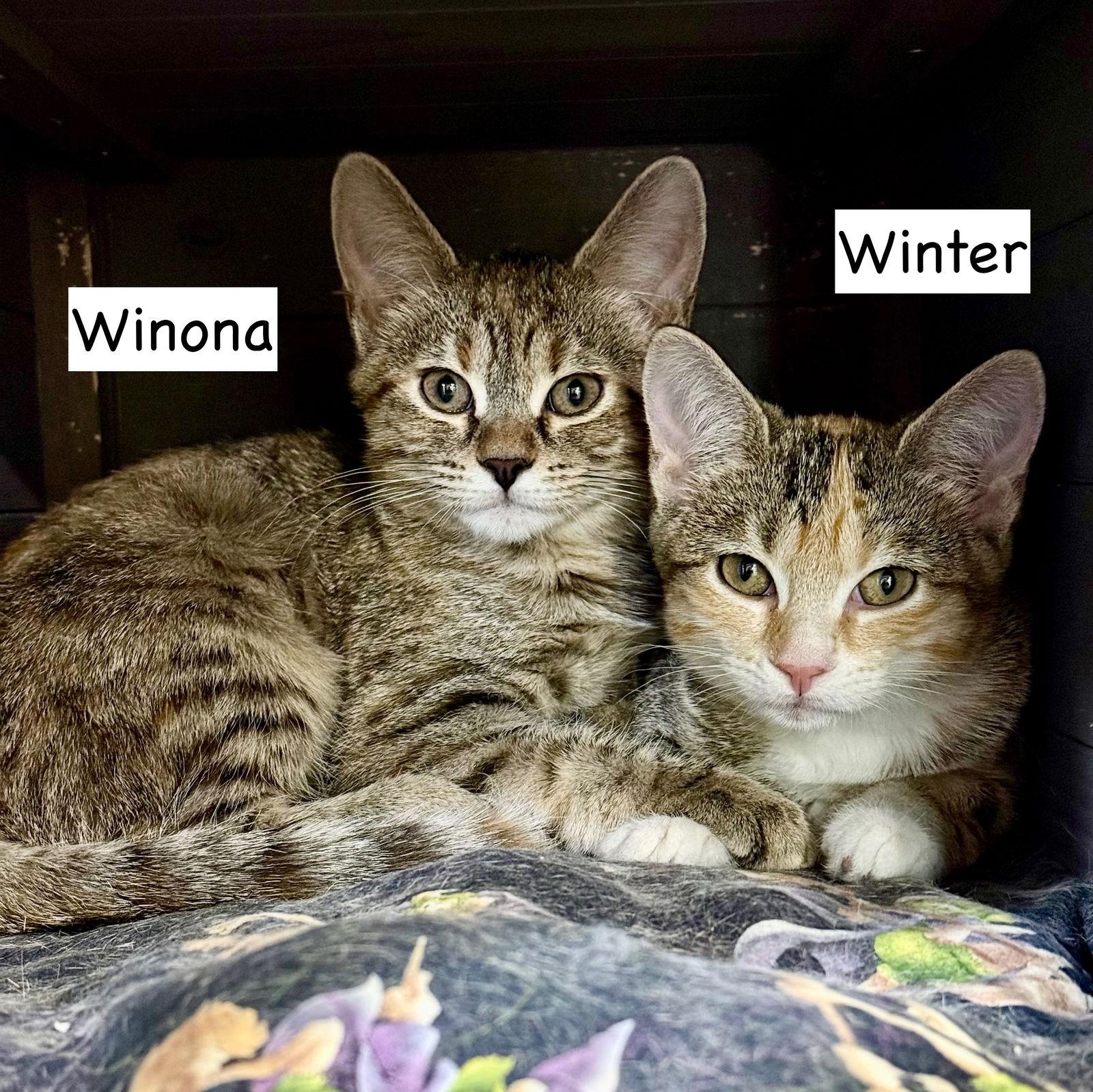 CAT - Winter, Adoptable, Kitten Female Domestic Short Hair.