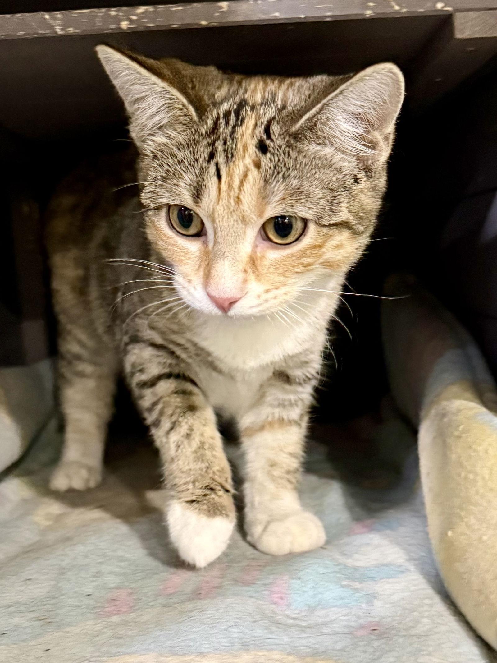 Enlarge CAT - Winter, a Adoptable Domestic Short Hair in GILBERTS, IL image 2/3