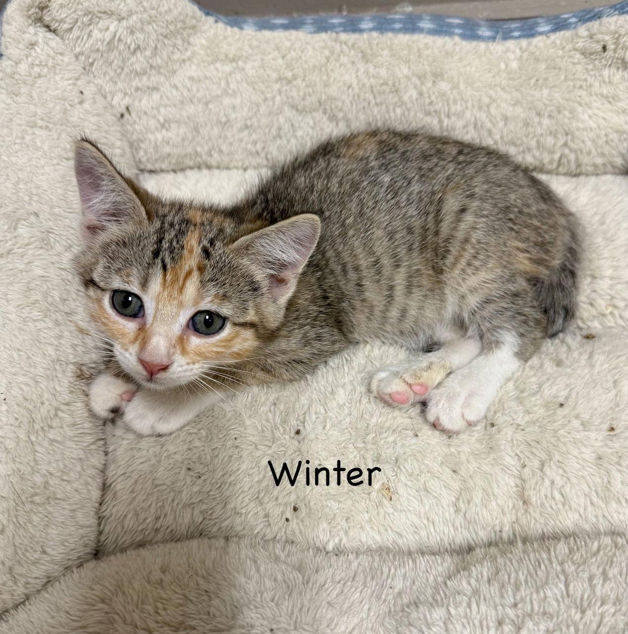 CAT-WINTER, Adoptable, Young Female Domestic Short Hair.