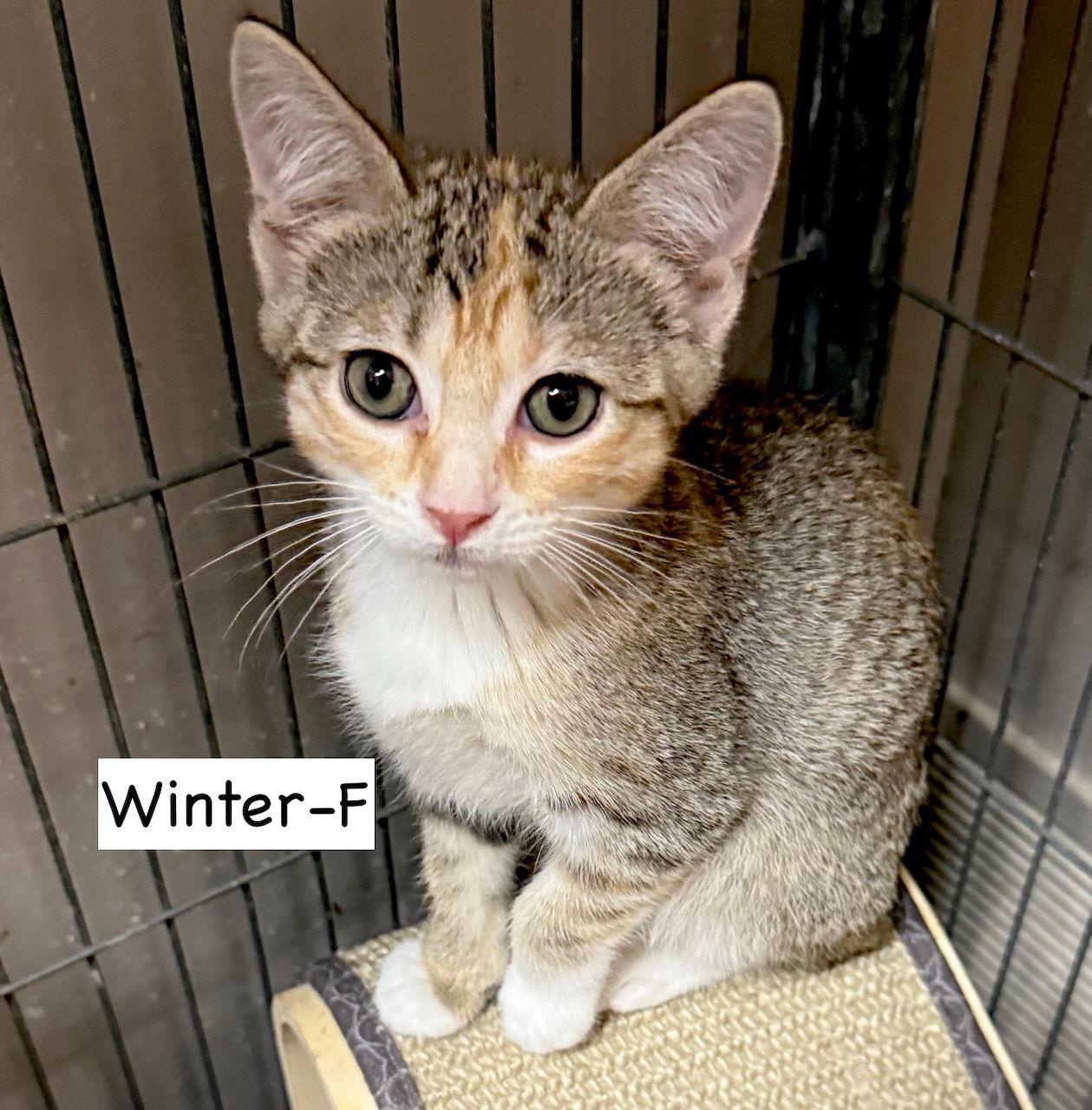 Enlarge CAT-WINTER, a Adoptable Domestic Short Hair in GILBERTS, IL image 2/3