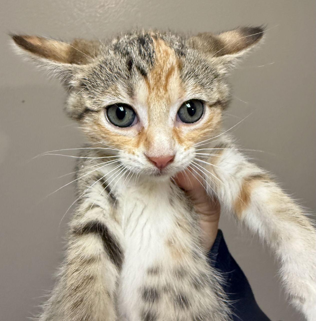 Enlarge CAT-WINTER, a Adoptable Domestic Short Hair in GILBERTS, IL image 3/3