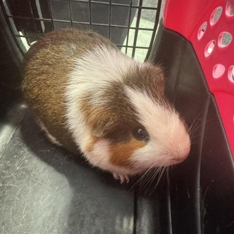 Arlo, Adoptable, Adult Male Guinea Pig.