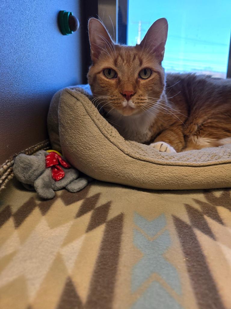 Oliver, Adopted, Senior Male Domestic Short Hair.