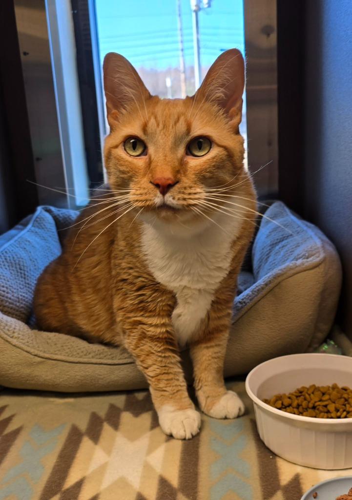 Enlarge Oliver, a Adopted mixed breed in Blountville, TN image 2/3