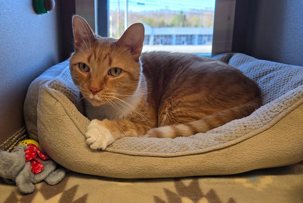 Enlarge Oliver, a Adopted mixed breed in Blountville, TN image 3/3